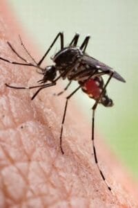 Close-up of a mosquito on human skin, a primary vector for transmitting dengue fever in Bali, highlighting the risks travellers face in mosquito-prone regions.