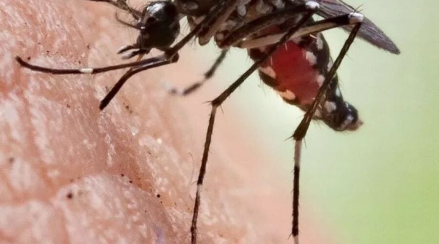 Ultimate Guide to Beating Dengue Fever in Bali: Proven Tips Every Traveller Needs to Avoid Catching Dengue Fever