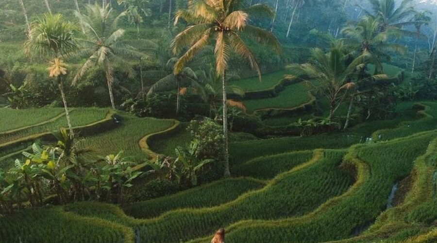 Ultimate 3-Day Bali Itinerary: Spend 3 Days Exploring Ubud and Beyond